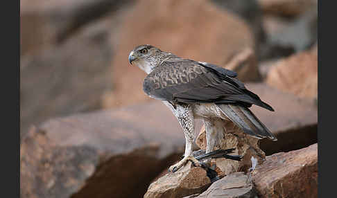 Habichtsadler (Aquila fasciata)