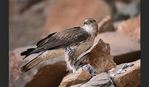 Habichtsadler (Aquila fasciata)