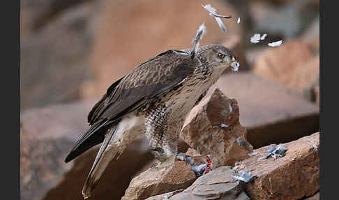 Habichtsadler (Aquila fasciata)