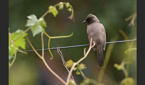 Graubülbül (Pycnonotus barbatus spurius)