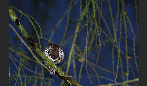 Sperlingskauz (Glaucidium passerinum)