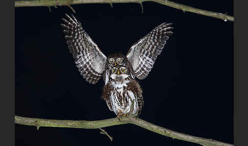 Sperlingskauz (Glaucidium passerinum)