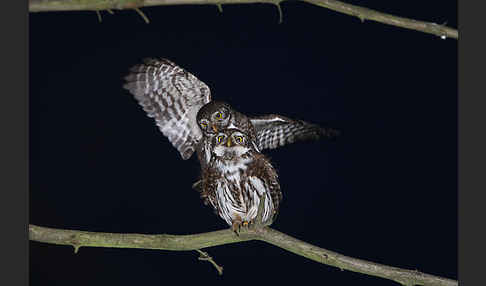 Sperlingskauz (Glaucidium passerinum)