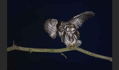 Sperlingskauz (Glaucidium passerinum)