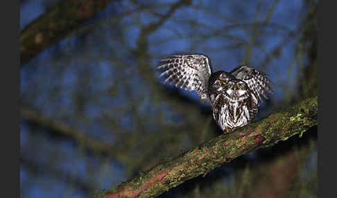 Sperlingskauz (Glaucidium passerinum)