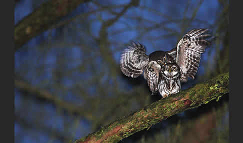 Sperlingskauz (Glaucidium passerinum)