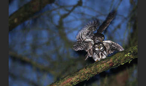 Sperlingskauz (Glaucidium passerinum)