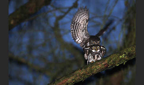 Sperlingskauz (Glaucidium passerinum)