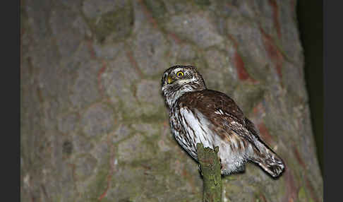 Sperlingskauz (Glaucidium passerinum)