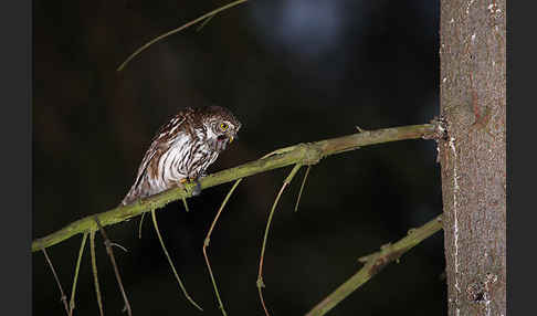 Sperlingskauz (Glaucidium passerinum)