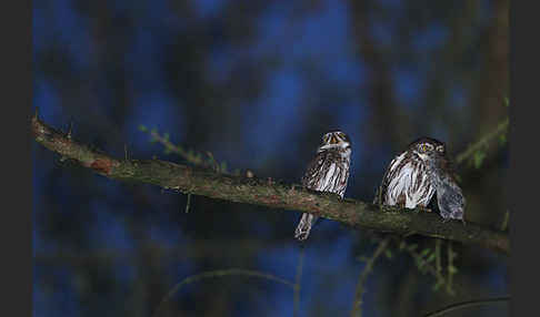 Sperlingskauz (Glaucidium passerinum)