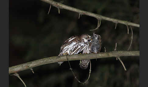 Sperlingskauz (Glaucidium passerinum)