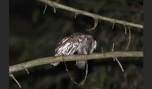 Sperlingskauz (Glaucidium passerinum)