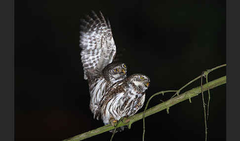 Sperlingskauz (Glaucidium passerinum)