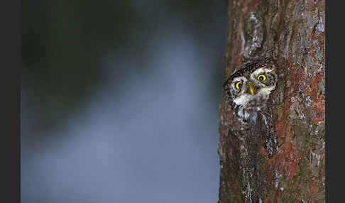 Sperlingskauz (Glaucidium passerinum)