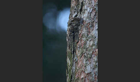 Sperlingskauz (Glaucidium passerinum)