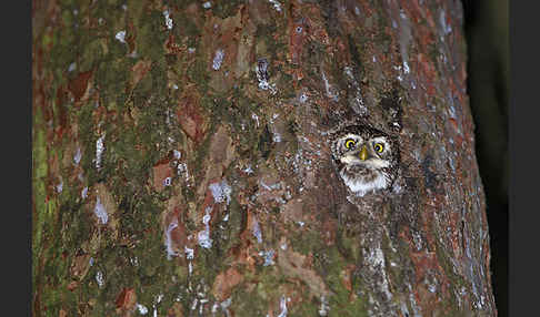 Sperlingskauz (Glaucidium passerinum)