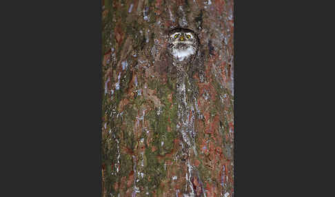 Sperlingskauz (Glaucidium passerinum)