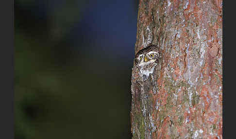 Sperlingskauz (Glaucidium passerinum)