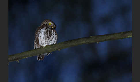 Sperlingskauz (Glaucidium passerinum)