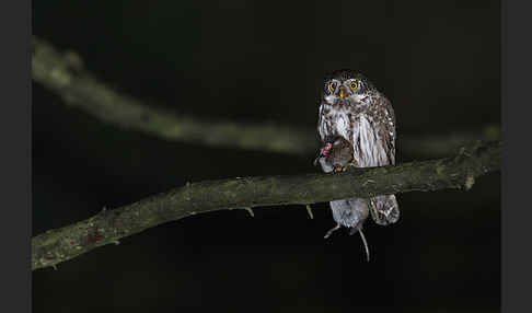 Sperlingskauz (Glaucidium passerinum)