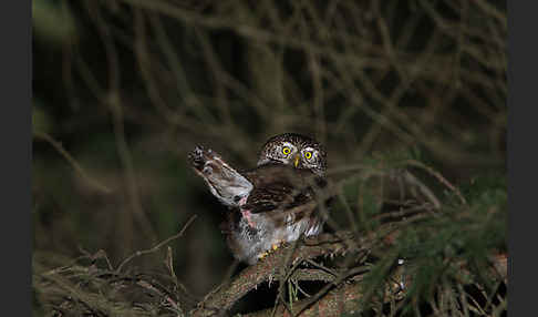 Sperlingskauz (Glaucidium passerinum)