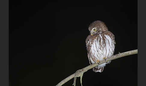 Sperlingskauz (Glaucidium passerinum)