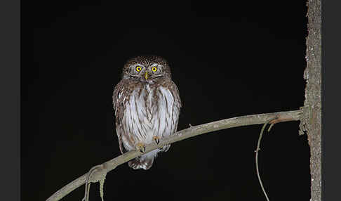 Sperlingskauz (Glaucidium passerinum)