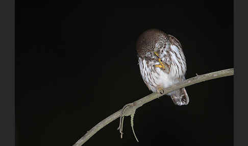 Sperlingskauz (Glaucidium passerinum)