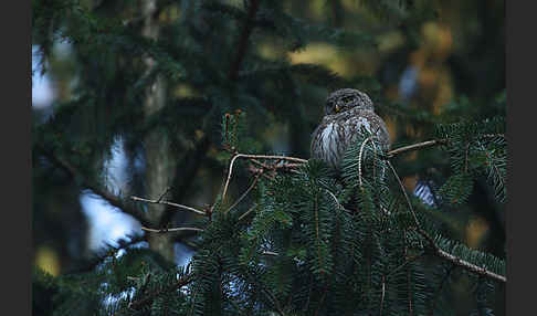 Sperlingskauz (Glaucidium passerinum)