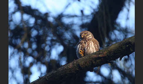 Sperlingskauz (Glaucidium passerinum)