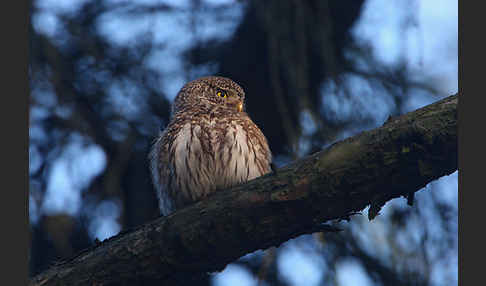 Sperlingskauz (Glaucidium passerinum)