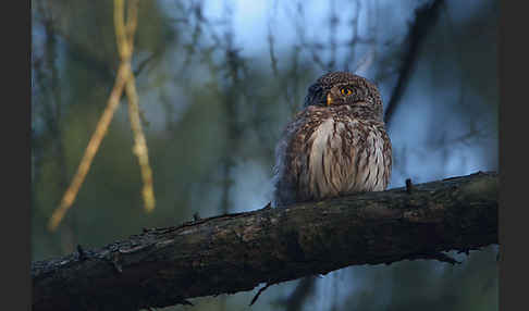 Sperlingskauz (Glaucidium passerinum)