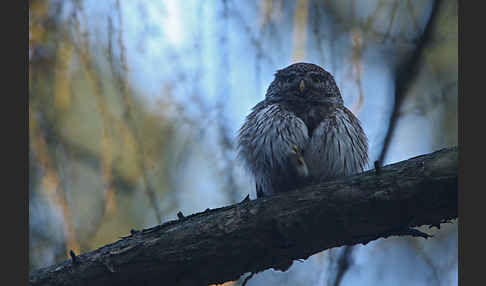 Sperlingskauz (Glaucidium passerinum)