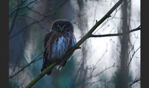 Sperlingskauz (Glaucidium passerinum)