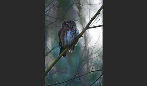 Sperlingskauz (Glaucidium passerinum)