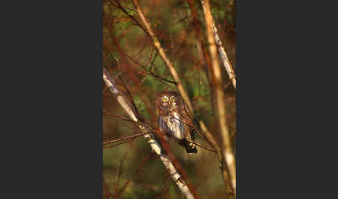 Sperlingskauz (Glaucidium passerinum)