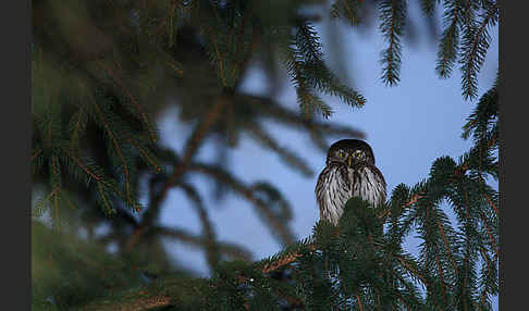 Sperlingskauz (Glaucidium passerinum)