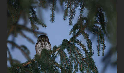 Sperlingskauz (Glaucidium passerinum)