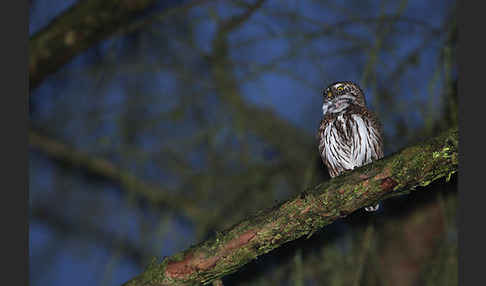 Sperlingskauz (Glaucidium passerinum)