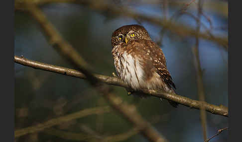 Sperlingskauz (Glaucidium passerinum)