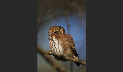 Sperlingskauz (Glaucidium passerinum)