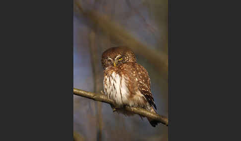 Sperlingskauz (Glaucidium passerinum)