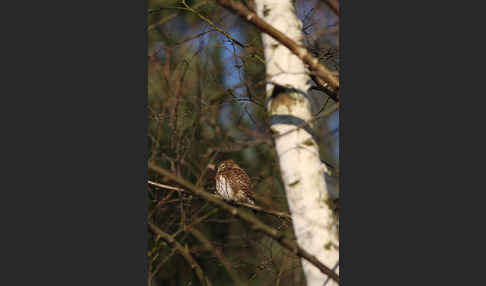 Sperlingskauz (Glaucidium passerinum)