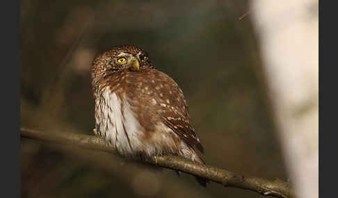 Sperlingskauz (Glaucidium passerinum)