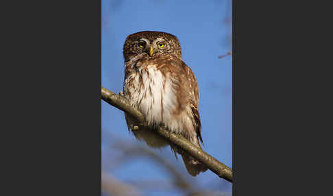 Sperlingskauz (Glaucidium passerinum)