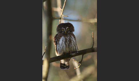 Sperlingskauz (Glaucidium passerinum)