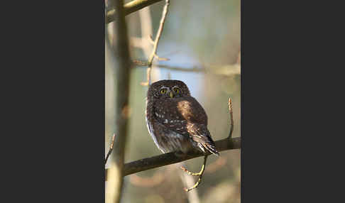 Sperlingskauz (Glaucidium passerinum)