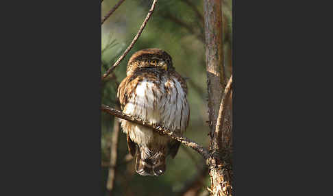 Sperlingskauz (Glaucidium passerinum)