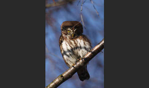 Sperlingskauz (Glaucidium passerinum)